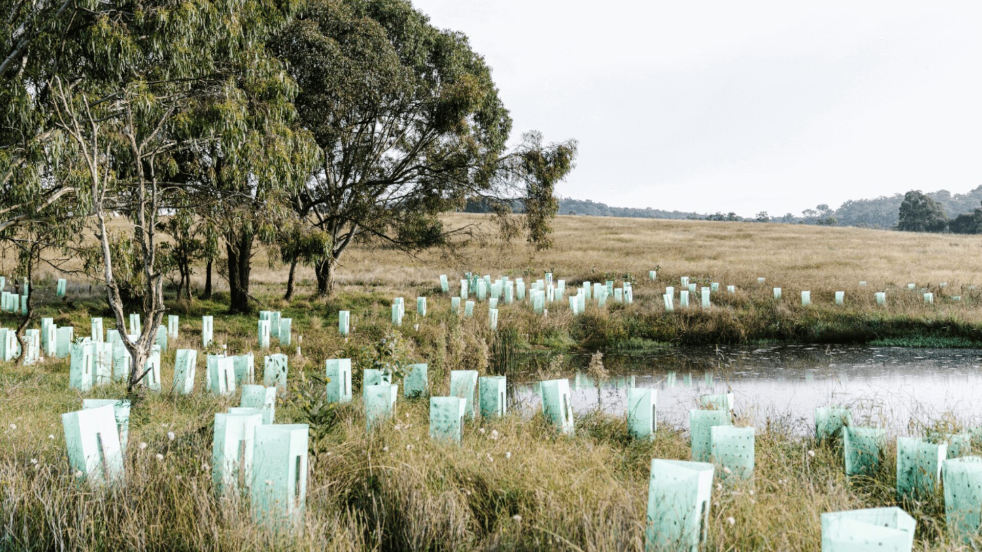 EcoGipps commitment to protecting wildlife habitat