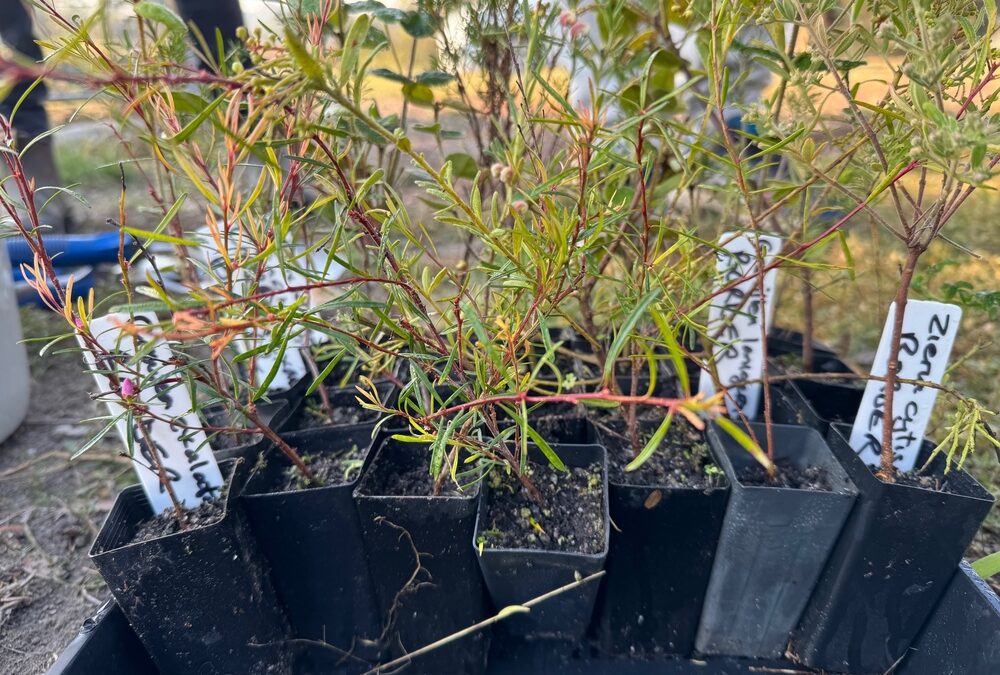 Seeding Succession at the Heyfield Wetlands