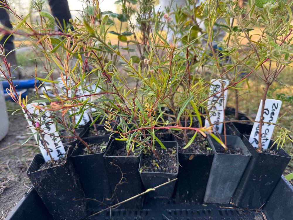 Seeding Succession at the Heyfield Wetlands