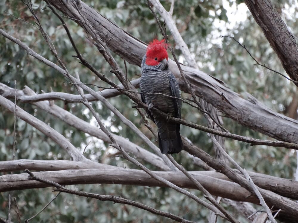 EcoGipps Birds on Farms project