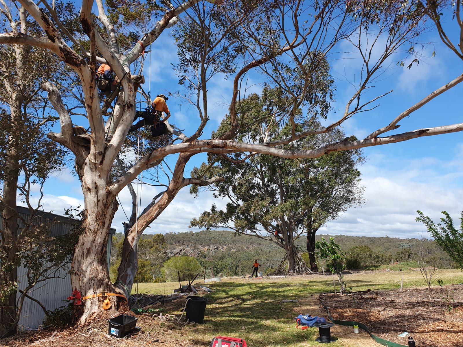 Why we’re installing bird hollows at the EcoGipps farm