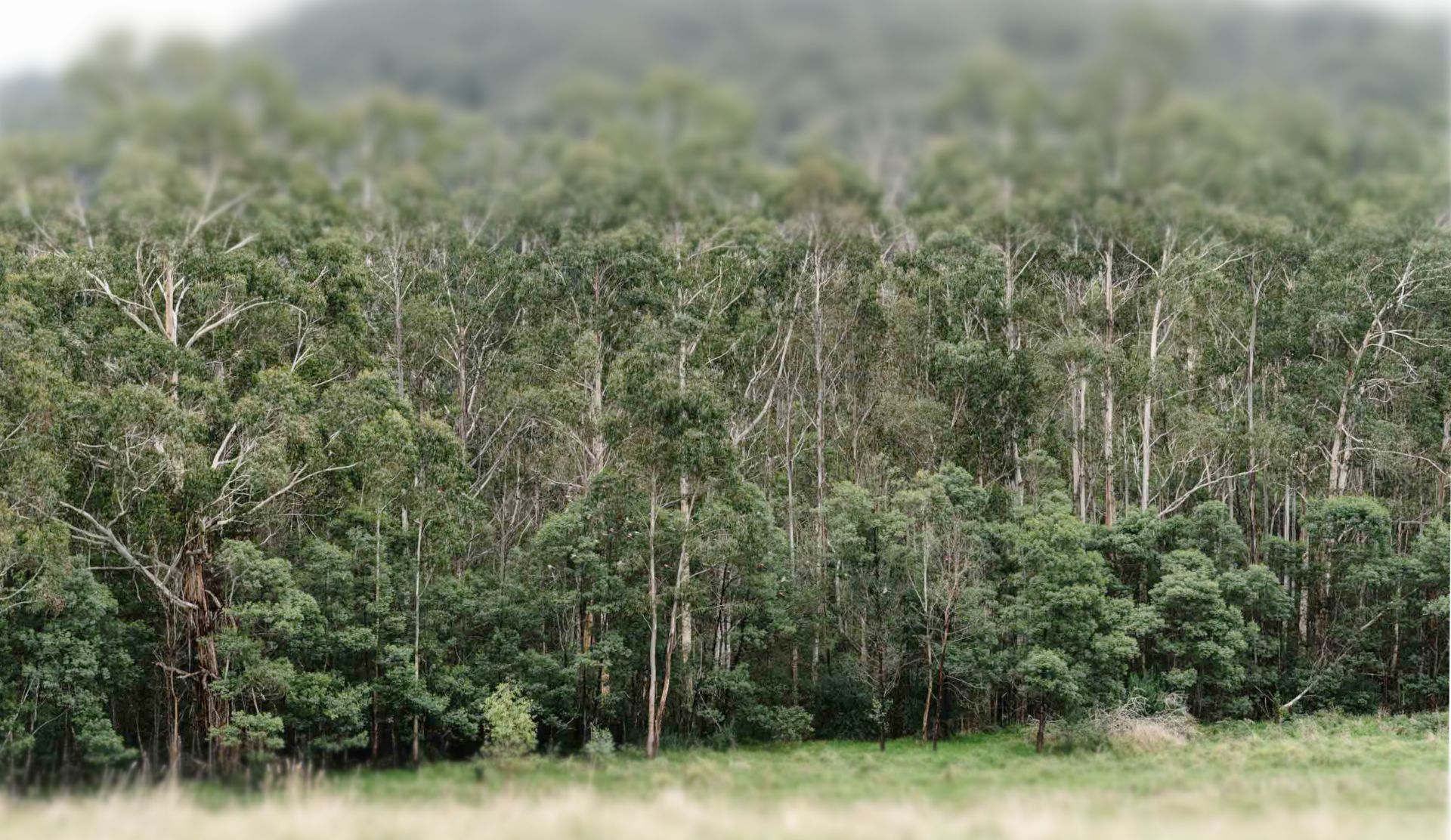 North Paddock gifted to BioDiversity Legacy