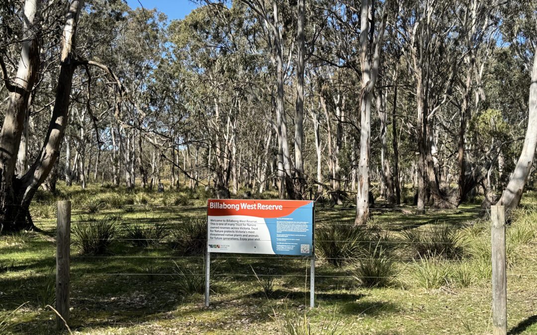 Beyond the highway barriers – a haven for critically endangered species.